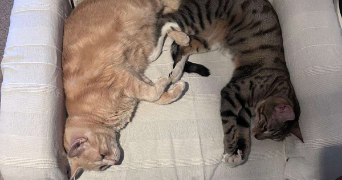 kheira pet sitter à SETE 34200_6