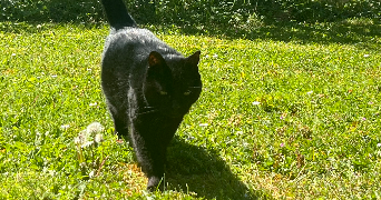 lisa pet sitter à LA VALETTE DU VAR 83160_0