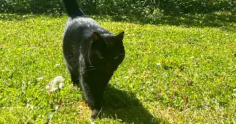lisa pet sitter à LA VALETTE DU VAR 83160