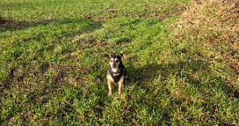 alice pet sitter à GAMACHES 80220_2
