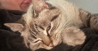 emeline pet sitter à BASSILLAC ET AUBEROCHE 24330_3