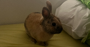 baptiste pet sitter à ANNECY 74960_2