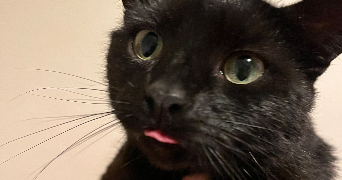 emilie pet sitter à ROUEN 76000_2
