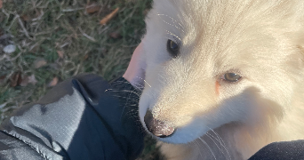 ingrid pet sitter à PARIS 15 75015_2