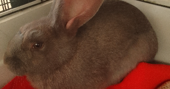 océane pet sitter à La loupe 28240_9