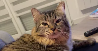 lea pet sitter à LEVES 28300
