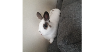 nathalie pet sitter à NANTERRE 92000_6