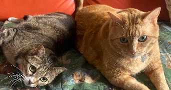 deronne pet sitter à LE GRAU DU ROI 30240_5