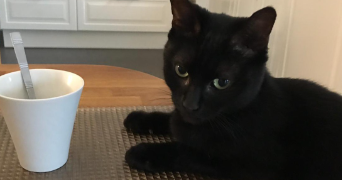 anne-sophie cat sitter à CHATEAU THEBAUD 44690_1