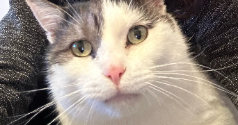 agathe pet sitter à ABSCON 59215_1