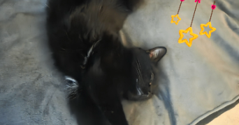 lydie  pet sitter à CAUDRY 59540_1