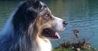 benjamin pet sitter à PONTAULT COMBAULT 77340_1