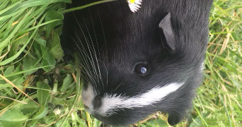 ambre pet sitter à BIGANOS 33380_2