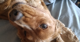 léna pet sitter à CORMERY 37320_4