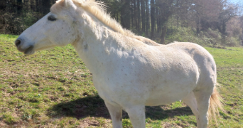 celia pet sitter à BESANCON 25000_5