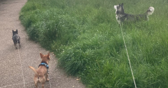 morgane pet sitter à VILLENEUVE LE ROI 94290_6