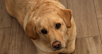 flo pet sitter à LOIRE AUTHION 49800_0