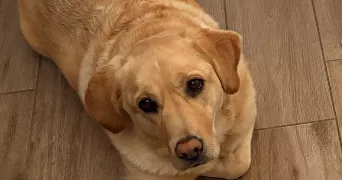 flo pet sitter à LOIRE AUTHION 49800