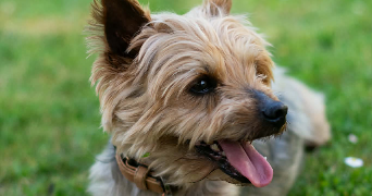 clémence pet sitter à GENNEVILLIERS 92230_2