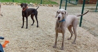 marlene pet sitter à AUNEAU BLEURY ST SYMPHORIEN 28700_2