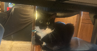 léa pet sitter à PARIS 14 75014_1