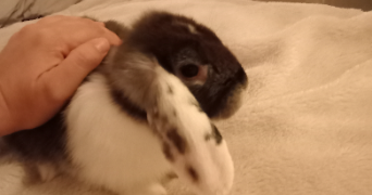 pauline pet sitter à TOULOUSE 31200_2