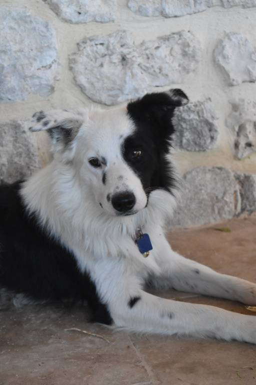 megane pet sitter à Châteauneuf-sur-Isère 26300_8