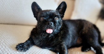 caroline pet sitter à Castagnier 06670_1