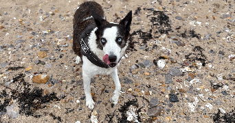 clara pet sitter à VILLIEU LOYES MOLLON 01800_4