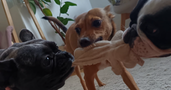 coralie pet sitter à PARIS 15 75015_0