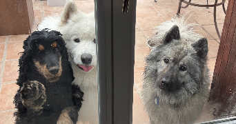 natalie pet sitter à LES PENNES MIRABEAU 13170_1