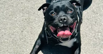 alysee pet sitter à ROGNAC 13340