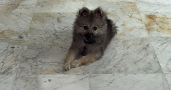 wael pet sitter à MARSEILLE 03 13003_2