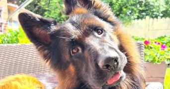 sarah pet sitter à HAISNES 62138_9