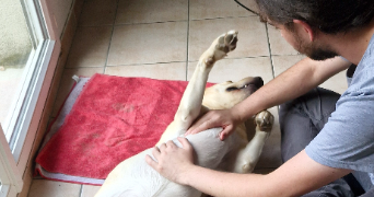 nolan pet sitter à WITRY LES REIMS 51420_4