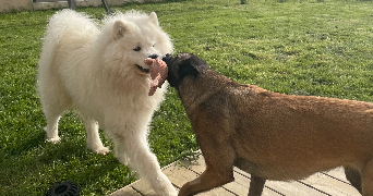jennyfer pet sitter à Drefféac 44530_3