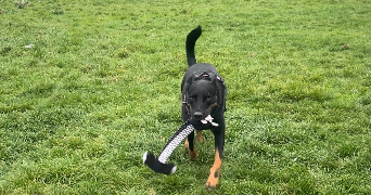 mathilde pet sitter à PARIS 02 75002_1