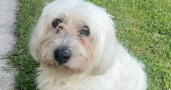 julie pet sitter à Nantes 44000_2