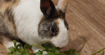 charlotte  pet sitter à Suresnes 92150_2
