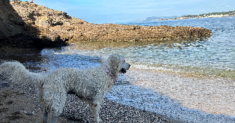 lucile pet sitter à SIX FOURS LES PLAGES 83140_2