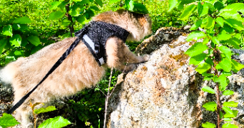 thérèse cat sitter à GIF SUR YVETTE 91190_6