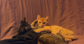 cleia pet sitter à L ABSIE 79240_1
