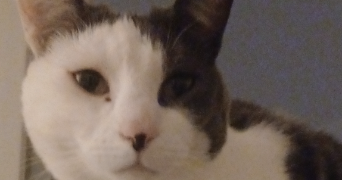 edith pet sitter à Clichy 92110_3