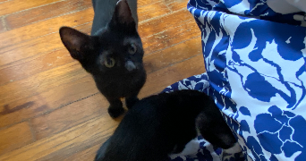 enola pet sitter à Mondonville 31700_3