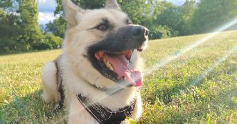 zadig pet sitter à MEYLAN 38240_6