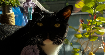 candice pet sitter à EYSINES 33320_3