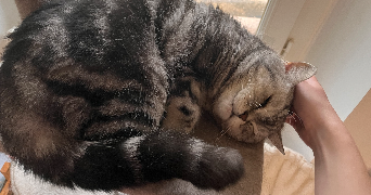 thaïs pet sitter à REIMS 51100_2