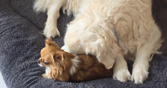 sylviane dog sitter à MONT CAUVAIRE 76690_3