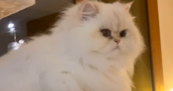 solene pet sitter à MINZIER 74270_7