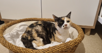 tatiana pet sitter à Luçon  85400_8